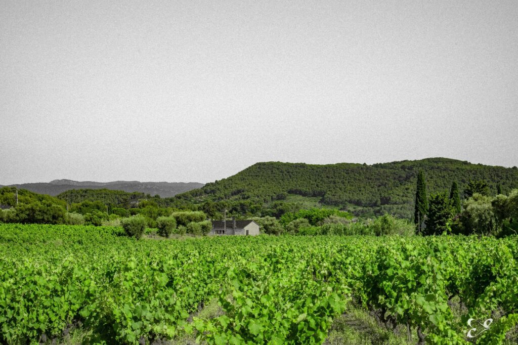 Wedding photography by Éternel Capture, Provence (71)