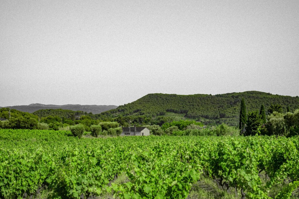 Vignobles de Provence